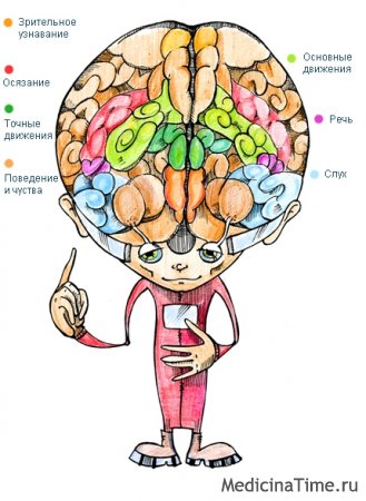 Как устроен человеческий мозг?